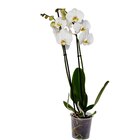 Orchidée en promo chez Carrefour Villeurbanne à 6,99 €