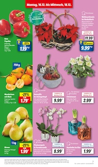 Orchidee im Lidl Prospekt "LIDL LOHNT SICH" mit 63 Seiten (Hamburg)