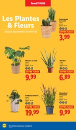 Prix et réduction Plante D'intérieur dans le prospectus Lidl en cours Offre Plante D'intérieur dans le catalogue Lidl du moment à la page 30