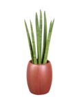 Sanseveria en pot céramique - Lidl à Colombes Sanseveria en pot céramique en promo chez Lidl Colombes à 8,99 €