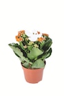 Kalanchoe Halloween im Angebot bei Lidl in Altenburg Kalanchoe Halloween Angebote bei Lidl Altenburg für 1,99 €