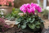 Cyclamen en promo à 3,99 € chez Carrefour Cyclamen dans le catalogue Carrefour