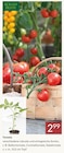 Tomate von Kölle's Beste im aktuellen Pflanzen Kölle Prospekt