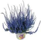 Besenheide Picasso Calluna im Angebot bei REWE in Amberg Besenheide Picasso Calluna Angebote bei REWE Amberg für 2,99 €