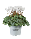 Cyclamen - Lidl à Versailles Cyclamen en promo chez Lidl Versailles à 1,39 €