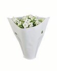 Aktuelles Kalanchoe in Mini-Tüte Angebot bei Lidl in Braunschweig ab 1,19 €