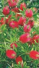 Promo Arbustes fleuris à 7,99 € dans le catalogue Hyper U à La Roche-sur-Yon