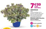 Delbard Aubevoye - Promo Véronique Promo Véronique à 7,99 € dans le catalogue Delbard à Aubevoye