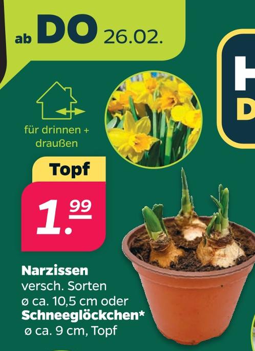 Narzissen oder Schneeglöckchen