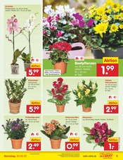 Aktueller Netto Marken-Discount Prospekt mit Pflanzen, "Aktuelle Angebote", Seite 5