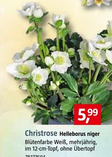 Blumen im aktuellen BAUHAUS Prospekt für €5.99
