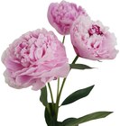 Cora - Bouquet de 3 pivoines : offre du catalogue Promo Bouquet de 3 pivoines à 5,49 € dans le catalogue Cora ""