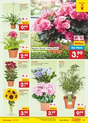 Blumen im Netto Marken-Discount Prospekt in Bocholt Aktueller Netto Marken-Discount Prospekt mit Blumen, "Aktuelle Angebote", Seite 15