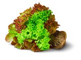 Penny Bad Wörishofen - Salate Angebot im Prospekt Salate bei Penny im Bad Wörishofen Prospekt für 1,00 €
