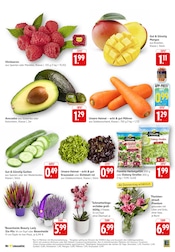 Aktueller EDEKA Prospekt mit Blumen, "Aktuelle Angebote", Seite 3