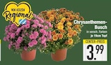 Chrysanthemen-Busch im EDEKA Prospekt Chrysanthemen-Busch von im aktuellen EDEKA Prospekt fĂŒr 3,99 âŹ