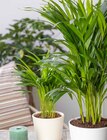 Areca lutescens (Goldfruchtpalme) Angebote bei Garten-Center Nordharz GmbH & Co. KG Salzgitter für 24,99 €