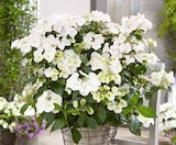 Hortensie Runaway Bride 'Snow White' bei OBI im Marburg Prospekt für 9,99 €
