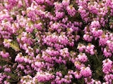 Jardiland Grâce-Uzel - Promo Bruyère d'hiver Promo Bruyère d'hiver à 5,99 € dans le catalogue Jardiland à Grâce-Uzel