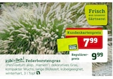 Angebot im Pflanzen Kölle Schulzendorf Prospekt Pflanzen Kölle Schulzendorf Prospekt mit im Angebot für 7,99 €