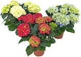Hortensie im aktuellen REWE Prospekt