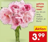 gefüllte Pfingstrosen im Netto Marken-Discount Prospekt gefüllte Pfingstrosen im aktuellen Netto Marken-Discount Prospekt für 3,99 €