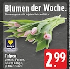 Tulpen bei EDEKA im Verl Prospekt für 2,99 €