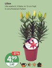 Lilien von  im aktuellen V-Markt Prospekt für 4,99 €