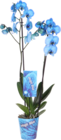 ORCHIDÉE BLEUE 2 BRANCHES - SANS MARQUE en promo chez Auchan Hypermarché Dunkerque à 14,99 €
