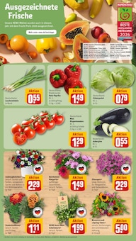 Paprika im aktuellen REWE Prospekt (Dresden) Paprika im REWE Prospekt "Dein Markt" mit 31 Seiten (Dresden)