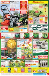 Pflanzen im Norma Prospekt Mehr fürs Geld auf S. 3