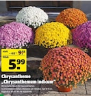Chrysantheme im Hagebaumarkt Prospekt Chrysantheme im aktuellen Hagebaumarkt Prospekt für 5,99 €