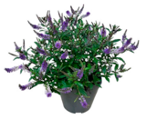 Truffaut La Patte d'Oie - Promo Véronique arbustive à fleurs Promo Véronique arbustive à fleurs à 9,99 € dans le catalogue Truffaut à La Patte d'Oie