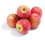 Cripps Pink Angebot im NETTO mit dem Scottie Prospekt Cripps Pink im NETTO mit dem Scottie Prospekt zum Preis von 2,59 €