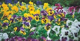 Pensées ou Viola Cornuta ECLOZ - ECLOZ en promo chez Delbard Pensées ou Viola Cornuta ECLOZ - ECLOZ dans le catalogue Delbard