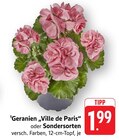 Aktuelles Geranien 'Ville de Paris' Angebot bei E center in Reutlingen ab 1,99 €