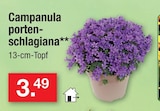 Campanula portenschlagiana im Angebot bei Zimmermann in Halberstadt Campanula portenschlagiana Angebote bei Zimmermann Halberstadt für 3,49 €