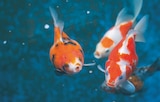 Japonais varié 6/7 cm en promo chez Animalis Perpignan à 12,00 €