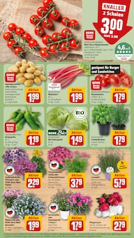 Tomaten im aktuellen REWE Prospekt (Berlin) Tomaten im REWE Prospekt "Dein Markt" mit 18 Seiten (Berlin)