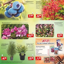 Heidelbeeren Angebot im aktuellen Zimmermann Prospekt auf Seite 9