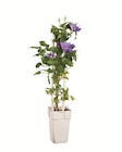 Clematis im Angebot bei Lidl in Neustadt Clematis Angebote bei Lidl Neustadt für 3,99 €