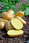 Pomme de terre "Charlotte" dans le catalogue Jardiland