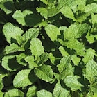 Menthe Verte Bio. Le pot de 9x9 cm - BOTANIC® en promo chez Botanic Menthe Verte Bio. Le pot de 9x9 cm - BOTANIC® dans le catalogue Botanic