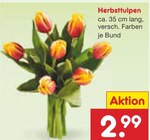 Herbsttulpen im Angebot bei Netto Marken-Discount in Rosenheim Herbsttulpen Angebote bei Netto Marken-Discount Rosenheim für 2,99 €