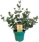 REWE - Eukalyptus Angebot im Prospekt Eukalyptus bei REWE im Prospekt "" für 2,79 €