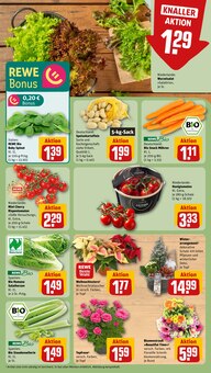 Zimmerpflanzen im aktuellen REWE Prospekt (Frankfurt (Main)) Zimmerpflanzen im REWE Prospekt "Dein Markt" mit 28 Seiten (Frankfurt (Main))