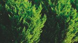 Plante de haie Cyprès 60/80 cm - Batkor à Asnières-sur-Seine Plante de haie Cyprès 60/80 cm en promo chez Batkor Asnières-sur-Seine à 2,59 €