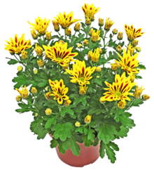 Chrysanthemen bei Kaufland in Düren Chrysanthemen im Angebot bei Kaufland Düren für 2,49 €