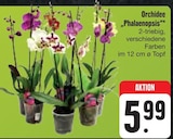 Orchidee 'Phalaenopsis' im Angebot bei E center in Nürnberg Orchidee 'Phalaenopsis' Angebote bei E center Nürnberg für 5,99 €