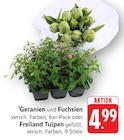 Aktuelles Geranien und Fuchsien Angebot bei E center in Darmstadt ab 4,99 €